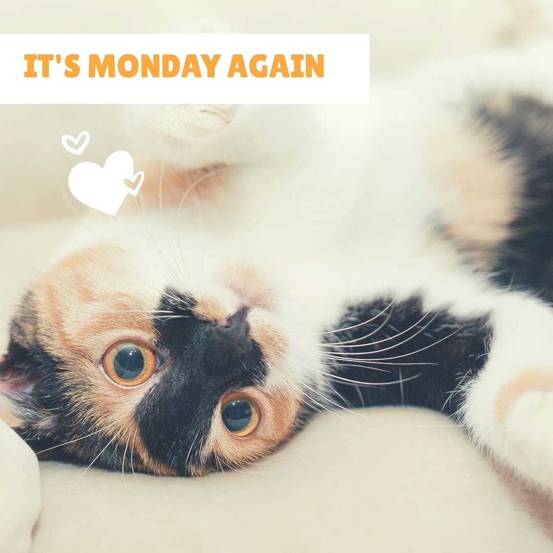 InfinitySolut10's tweet image. When monday comes again 😉