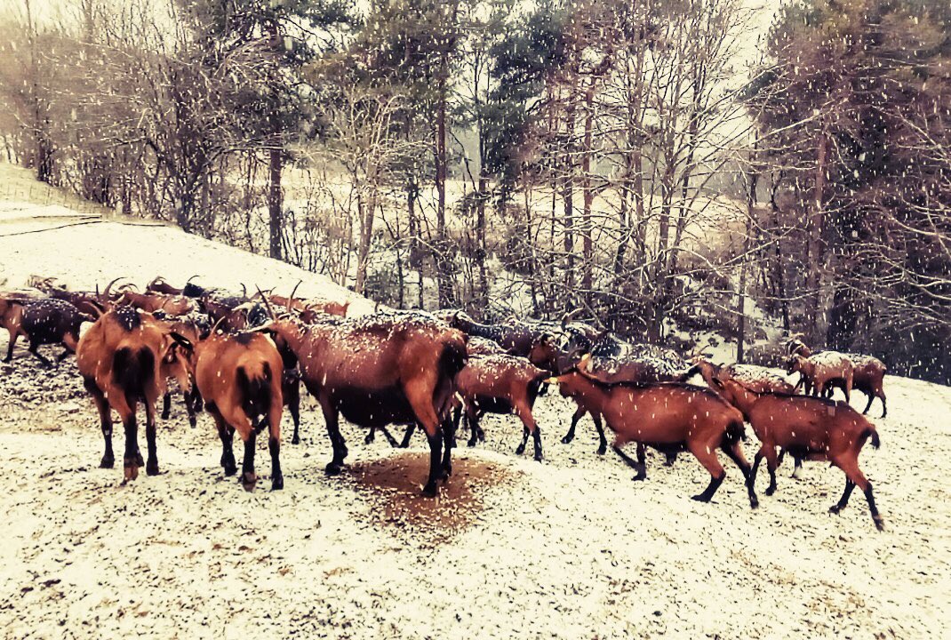 ramaderescat's tweet photo. 🎧 Doo Woop - Quantic &amp; Anita Tijoux

@pastorsdebosc 
Guardiola de Berguedà, Berguedà. https://t.co/88JdlatU1s