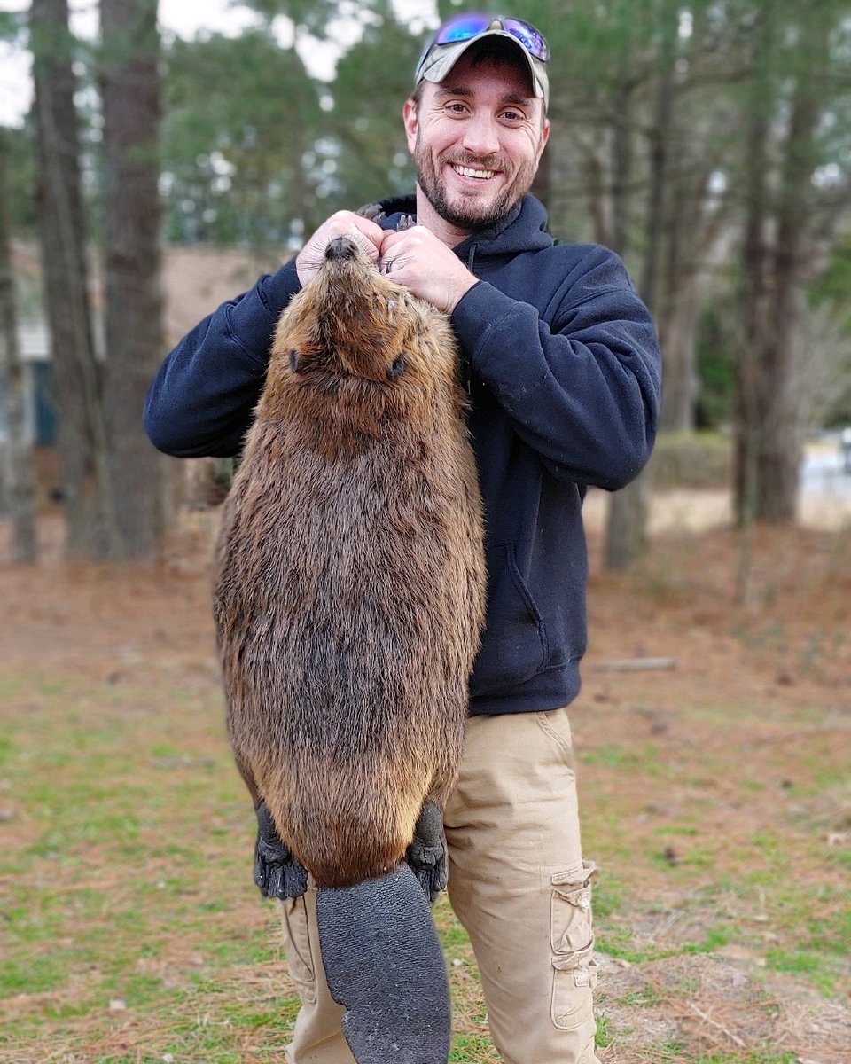 We caught this 60lb beaver on a nuisance beaver removal job.  It was not an easy job but we were commited to success.

#beaver #trapping #wildliferemoval #wildlifecontrol #beaverremoval #beavercontrol #outdoors #NorthCarolina #nuisance #wildlifedamagecontrol