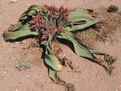 三島彩子 A K A 植物たん オニクは ハマウツボ科オニク属の植物で 東北地方や北海道の高山に生息してるよ ハマウツボ科の植物のほとんどは寄生植物で 他の植物から養分をもらって育つので 自前で葉緑体を用意する必要がなく 植物っていうけど緑色を 三島彩子 A K A 植物たん オニクは ハマウツボ科オニク属の植物で 東北地方や北海道の高山に生息してるよ ハマウツボ科の植物のほとんどは寄生植物で 他の植物から養分をもらって育つので 自前で葉緑体を用意する必要がなく 植物っていうけど緑色を