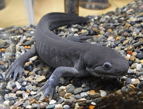 ウーパールーパーは初めて水生サラマンダーを飼う人にオススメ 飼育方法や大きさ 寿命 餌 値段などについて詳しく解説します えんぎ株式会社 Engi Inc