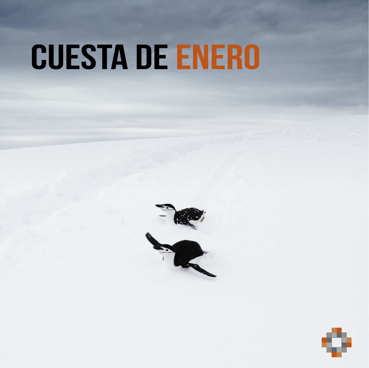 nolookback_es's tweet photo. Oswald se pasa la cuesta de enero por el forro. 🐧

Dice que hay que ser positivo y deslizarse por la vida. 🥌
 
Ojalá todos fuéramos como Oswald.🐧🔝

#CuestaDeEnero #OswaldThePenguin #NoLookBack https://t.co/58FTMCcR9T