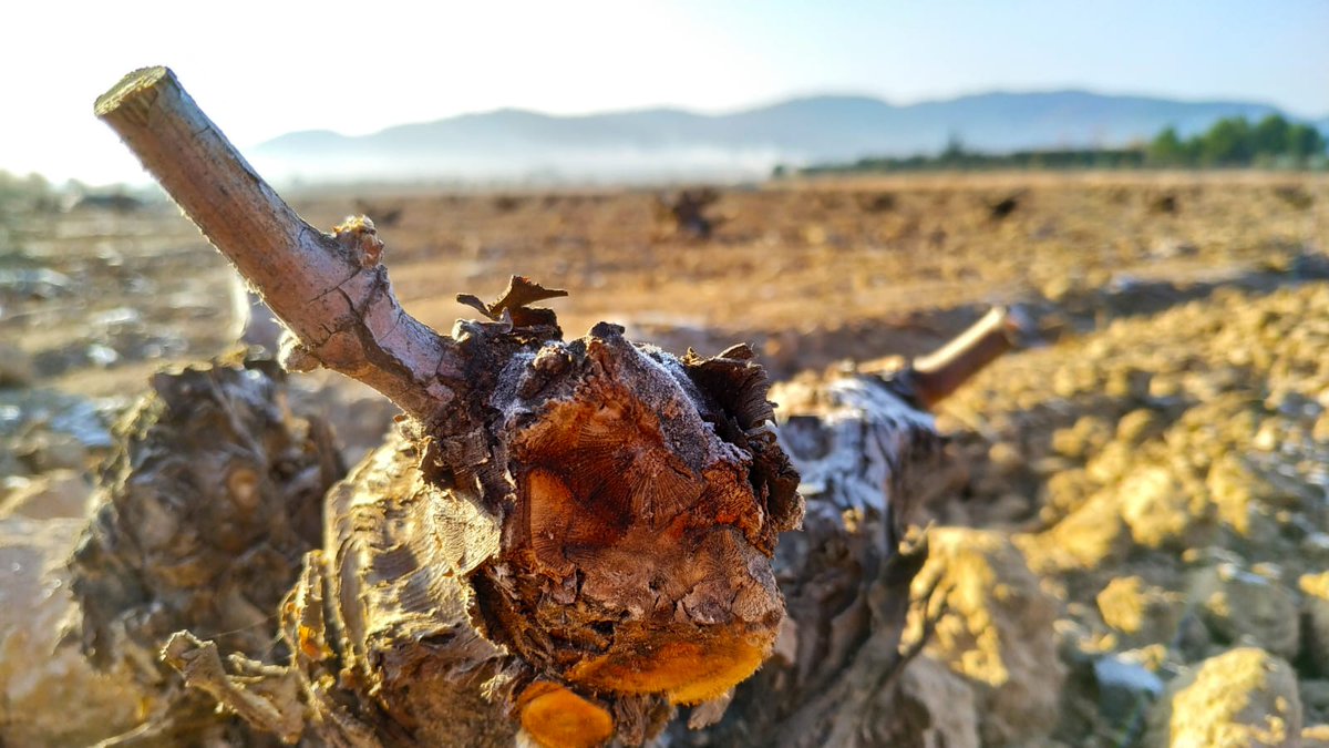 Aunque parezco dormida,  sin embargo estoy preparada, cojo fuerzas para un maravilloso comienzo. 
#tesorodelmediterraneo #villena #vinosalicante #vinoparaquedarse #vid #winelover #winetourism #enoturismo #rva #wine #redwine #vinotinto #monastrell #murvedre #mataro