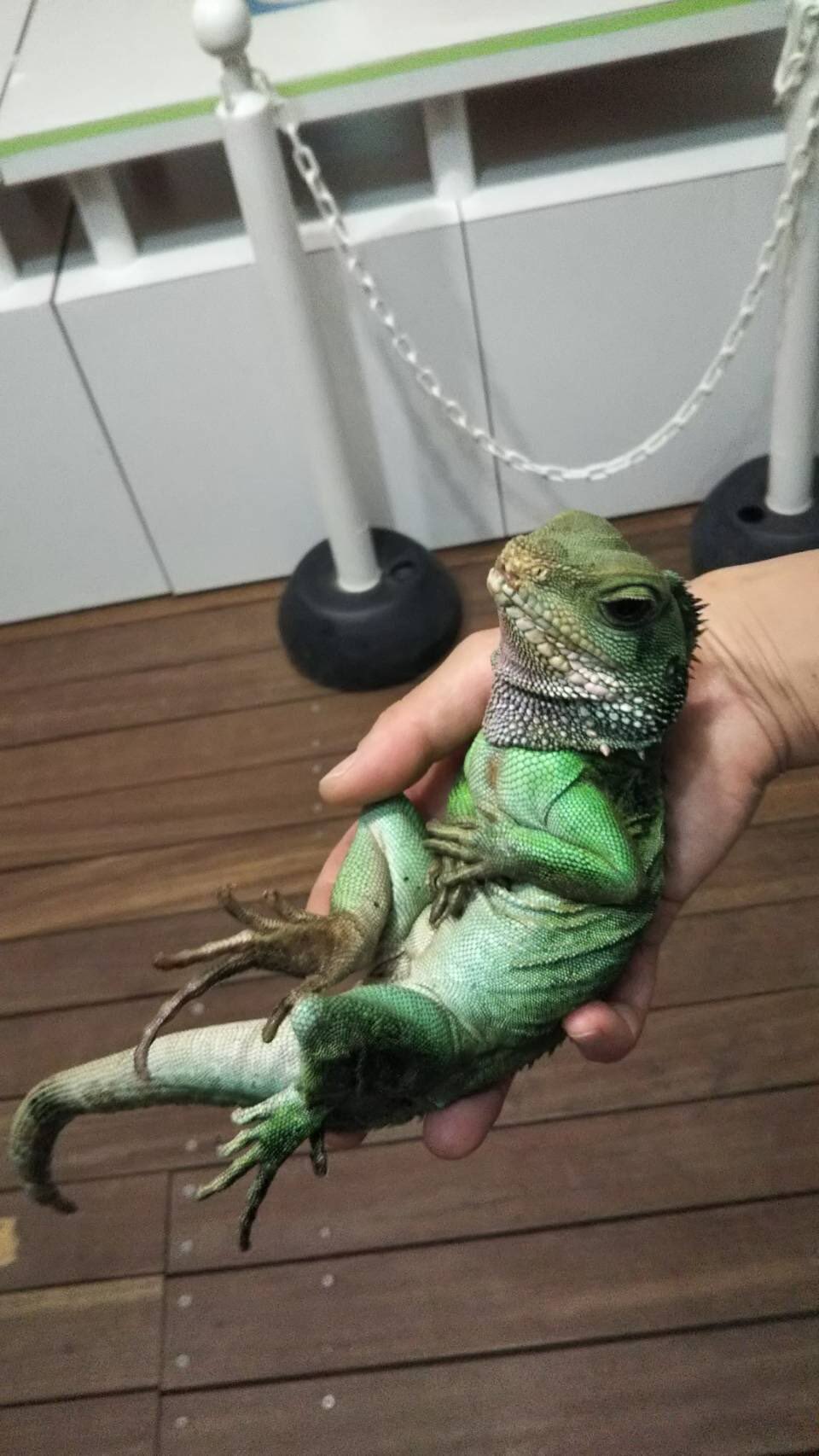 公式 アクアマリンふくしま くつろぐインドシナウォータードラゴン シナコ アクアマリンふくしま インドシナウォータードラゴン T Co Osgdnnj5 Twitter