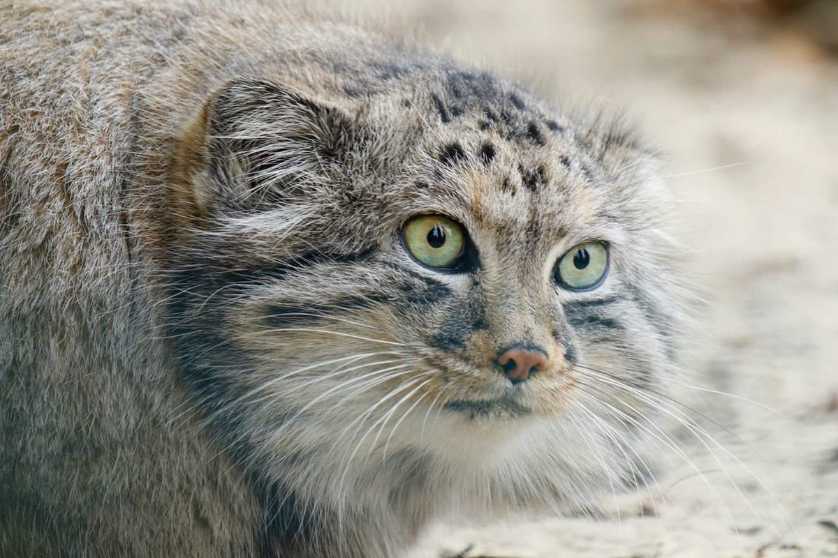TheBigCatSanct's tweet photo. #CATFACTMONDAY
#PallasCats legs and claws are shorter than those of other cats and their ears are set very low and wide apart. Having ears that are set low and further apart allow them to camouflage & stalk their prey without giving their location away!
๐ธ Tour Guide Maddie https://t.co/aS2SYEn6ji