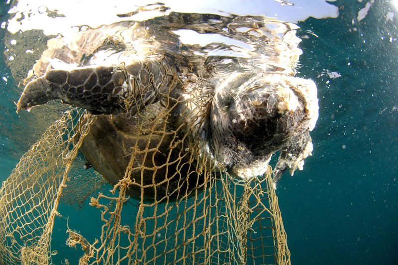 TheModelInsight's tweet photo. "Nearly all species of sea turtle are classified as Endangered", WWF states. Climate change and slaughter are the main factors of this predicament.
#antistraw #turtles #globalwarming https://t.co/xXtrNdsSiy