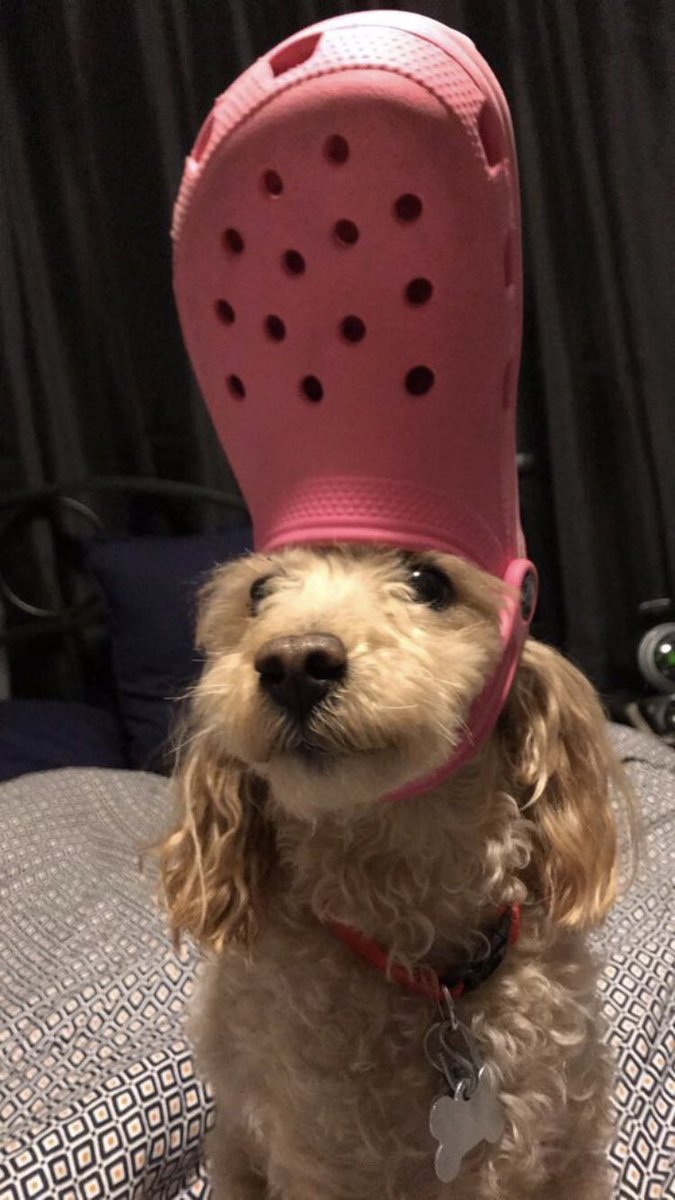 crocs on a dog