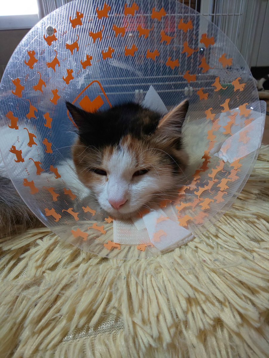 みぃ 憂鬱なエリザベスカラー生活５日目 抜糸まで あと９日ですよ 術後服の方が良いのかなぁ 猫避妊手術