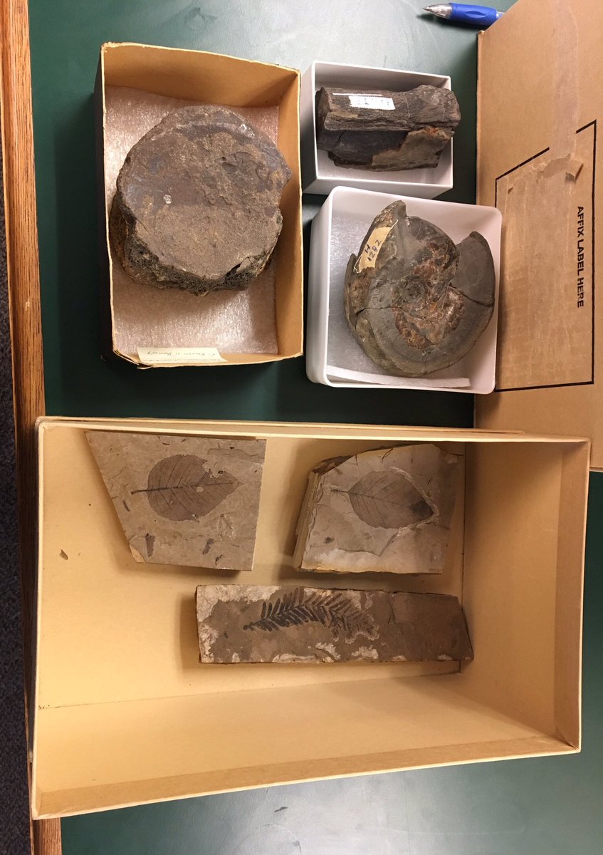 Tons of fun generating dino names with dice and discovering #fossil facts. One more dino-themed #WonderSunday <a href="/RoyalBCMuseum/">Royal BC Museum</a> next week, January 27th.