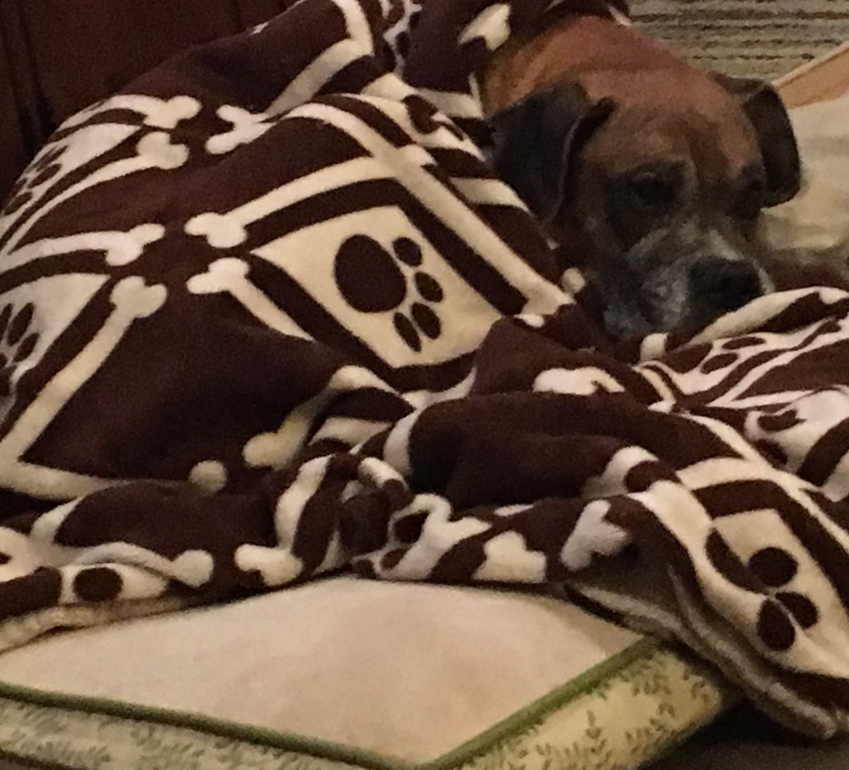 Super comfy #DailyDoseOfEmmitt #DogsOfGlasgow