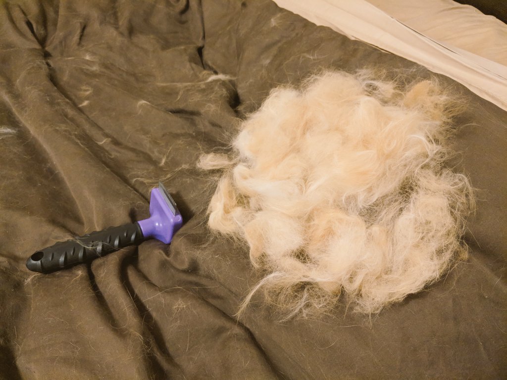 AslanVondran's tweet photo. <It looks more like someone sheared a sheep than brushed a cat. I'm heckin' MAD AS HECK.> https://t.co/yfVWlP1uaw