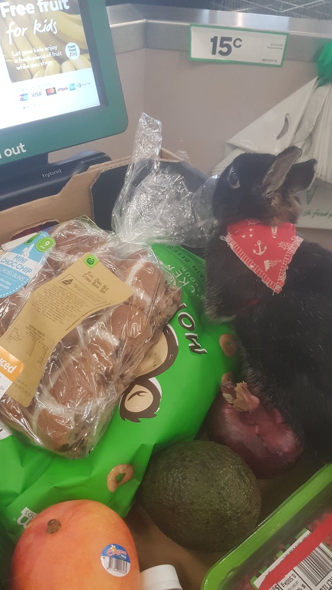 MilesTheRabbit's tweet photo. I like to help at the checkout. https://t.co/tU5yba36Zw