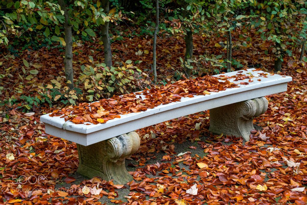 Bench (автор фото PeterMocsonoky) #orange,bench,white,autumn,leaves,park,tree trunk,garden path,lush,lush foliage,woods,lawn,grass,spring,garden,gardening,yard