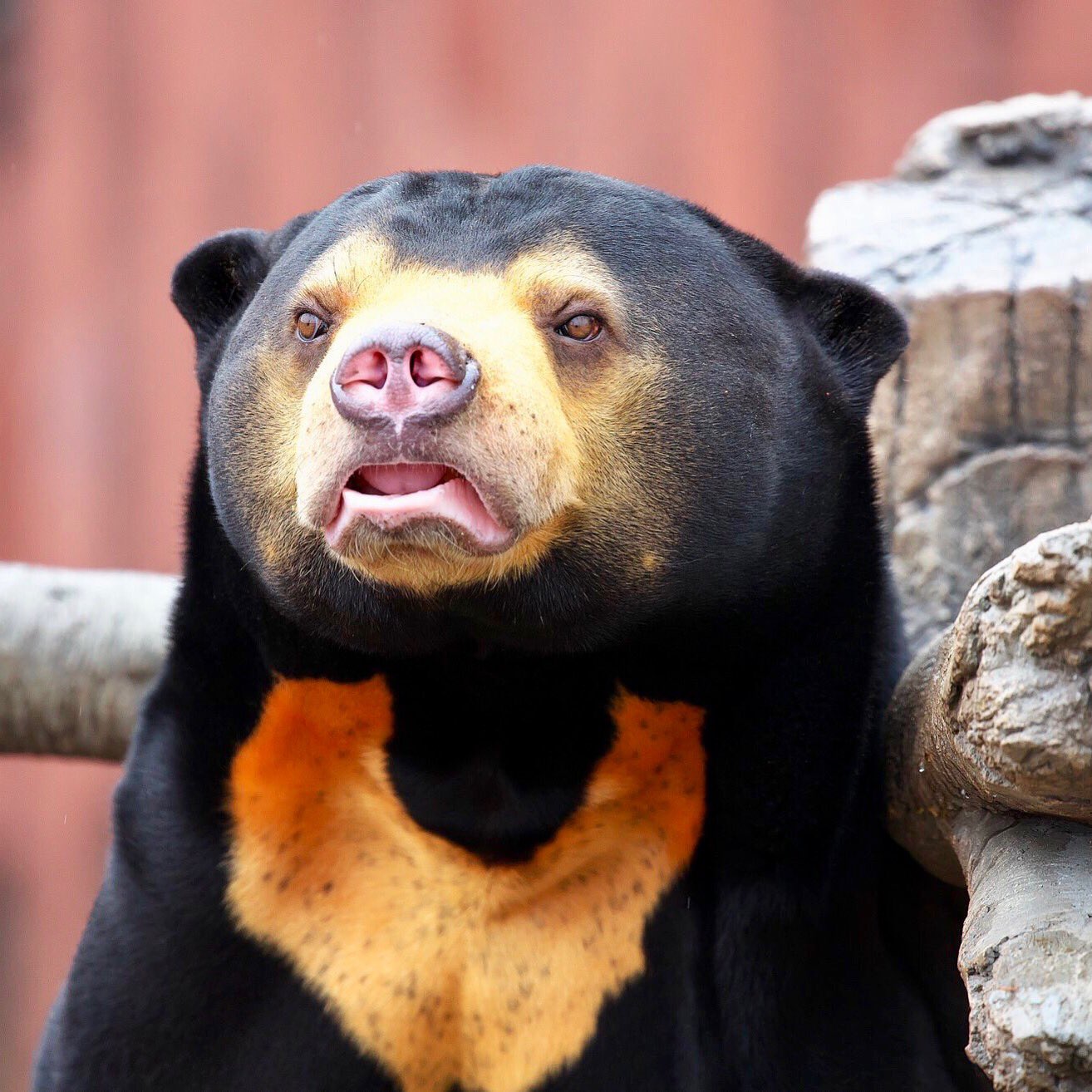 Uzivatel Royg Na Twitteru 東山動物園に行ったのは マヌルネコとオオカミが目的でしたが 一番良かったのはマレーグマ なんと言っても行動が面白い 見ていて飽きなかった マレーグマは写真より動画が良いねー Malayansunbear Malayan Sunbear Bear