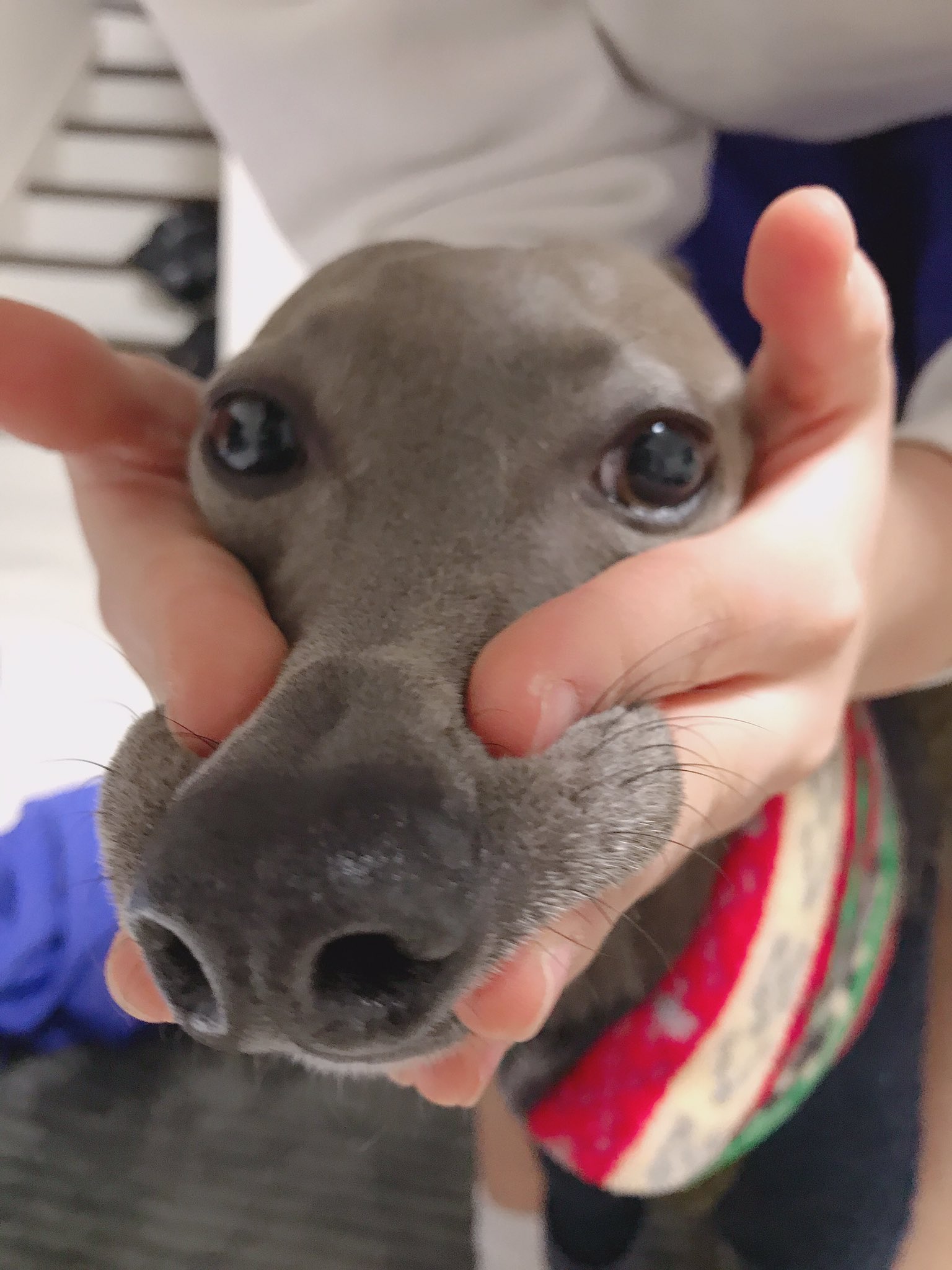 まどか ヨギボーのドギボーほしい