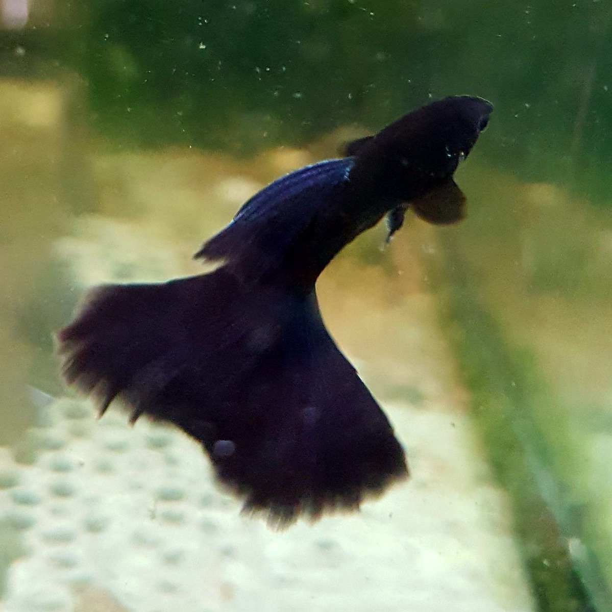 Joe Fish Cpfu Twitter Joe Fish Cpfu Twitter
