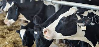 _swisschemie's tweet photo. #SWISSCHEMIE is a Fully Integrated Company Delivering high protein #cattlefeedsupplements. Our Company has grown to one of the World’s Largest Integrated Premium Quality #AnimalHealthCareProducts Email: customercare@euroasiachemicals.ru, visit: https://t.co/NszsdUc4AM...
#Cattle https://t.co/WLEKGi1Xx0