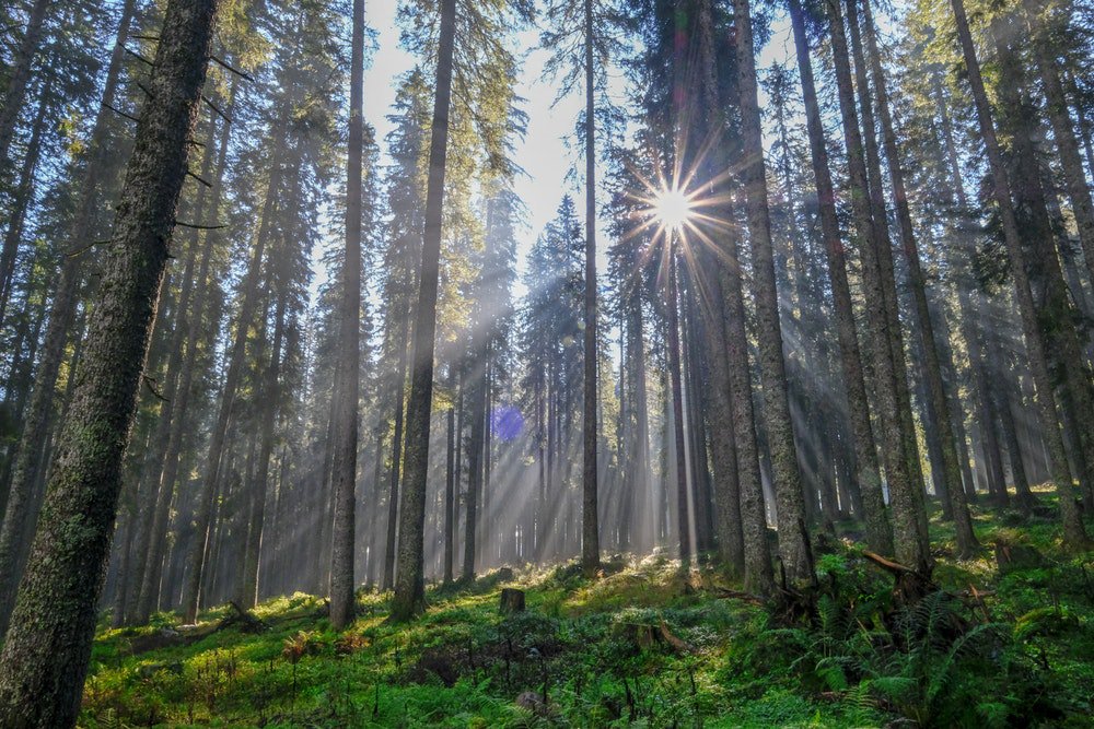 dein_baum's tweet photo. Schönen Start in die Woche wünsche ich euch allen! 🌳🌲🌴
#durchatmen #deinbaum https://t.co/KcE5VoikCI