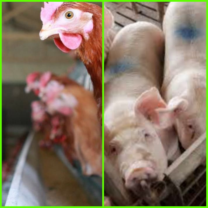 promoisru's tweet photo. #PROMOISINTERNATIONAL is a Fully Integrated Company Delivering Innovative Bio-Chemical Solutions. #AnimalHealthcareProducts #PoultryHealthCareProducts, #poultryfeedsupplements #poultryfeedadditives. or mail us: customercare@promois.ru, visit: https://t.co/o46IWuyHoS... https://t.co/htwOCcyCei
