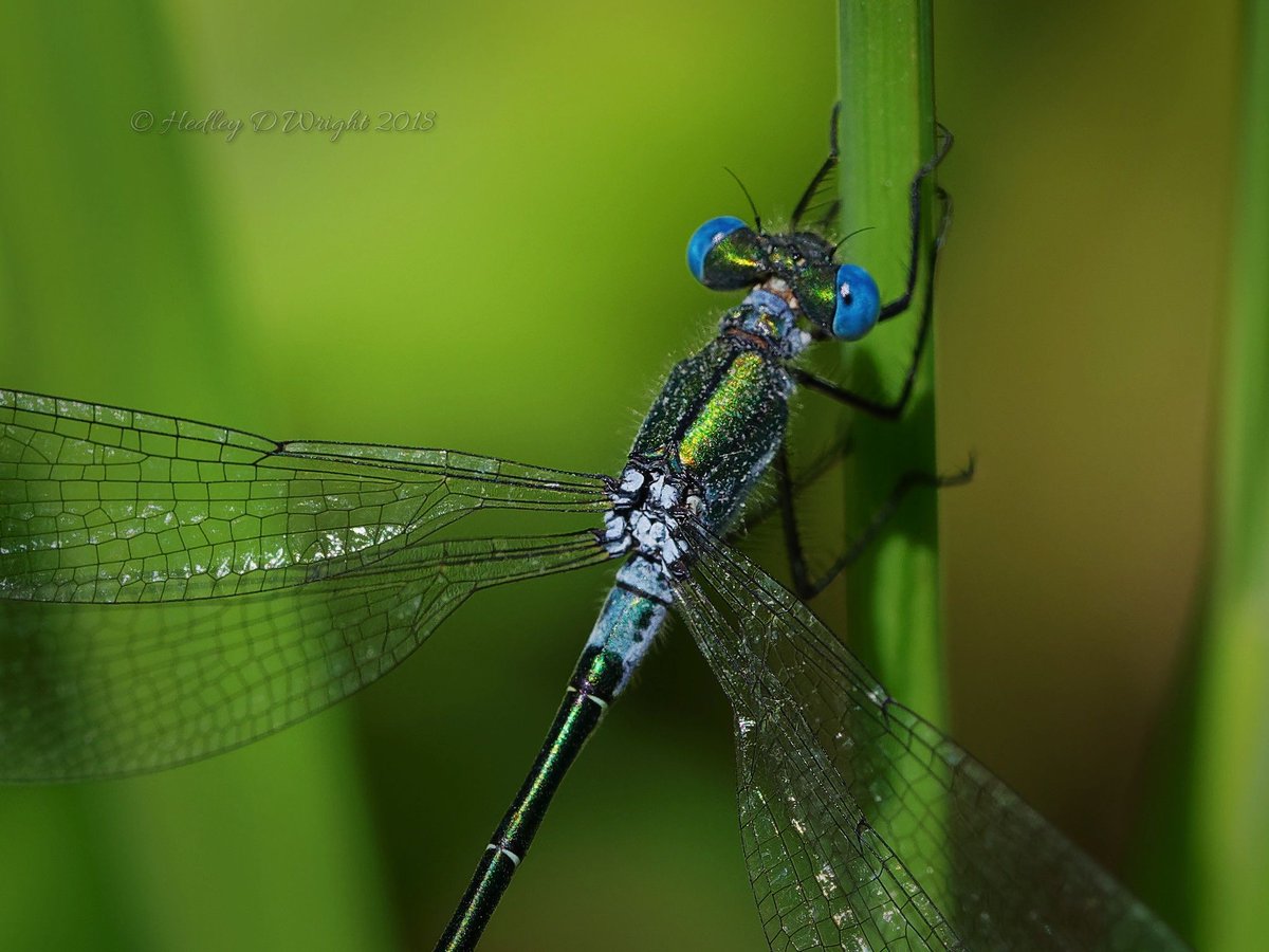 #farmwildlife Summer2018 saw @hedleywright survey every pond on farm for Dragonflies,3 new species- Willow Emerald, Scarce Emerald & small red-eyed damselflies taking farm total to 19.All ponds restored with HLS & CSHT funding #publicmoneyforpublicgood.All data to @BDSdragonflies