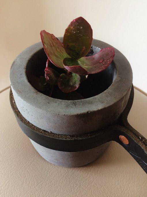 31 Days of Molly: Day 21  This year more this: last year I acquired a few small indoor plants, maintained