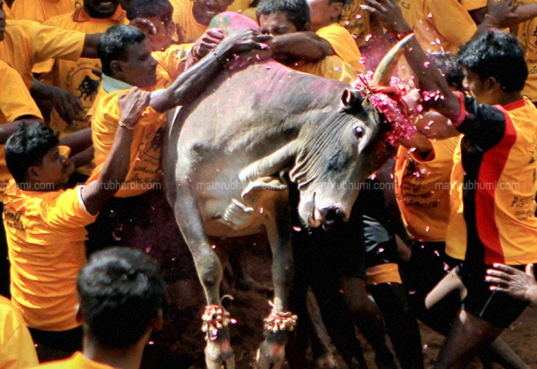 mathrubhumi's tweet photo. തമിഴ്നാട് ആരോഗ്യമന്ത്രി സി വിജയഭാസ്കറിന്റെ നേതൃത്വത്തിൽ ലോകറെക്കോഡ് ലക്ഷ്യം വെച്ചായിരുന്നു ജെല്ലിക്കെട്ട് സംഘടിപ്പിച്ചത് https://t.co/NCfXi5Dtxt #TamilNadu #Jallikattu #KilledTwo #JallikattuProtest https://t.co/xOsXjer8YV