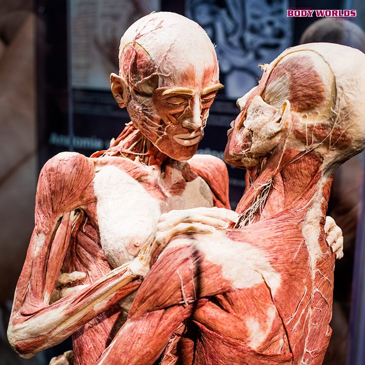 BodyWorldsAms's tweet photo. Today is Blue Monday, but don't feel down. You're the lucky one🍀. Out of 500 million sperm cells, only one eventually gets to fertilize the egg. And that's you! Enjoy your day ♥️ https://t.co/fS4kfi6cbT