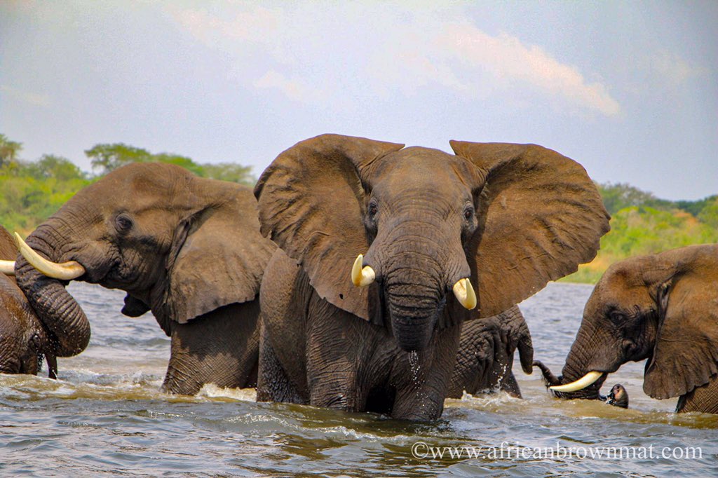 The giants of #Africa crossing the mighty #RiverNile in #Uganda. #TravelTreats #traveltips #wildlifeAfrica