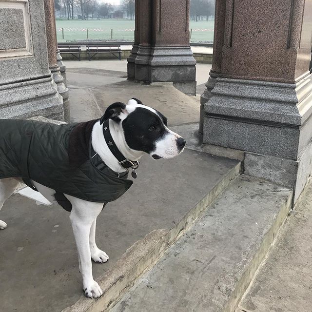 wagglepets's tweet photo. Me in #victoriapark just before I managed to miss judge some of the steps going down. DOH and I had been getting much better at steps too, if well best paw forward and try try again. #dogsthatpanic #anxiousdog #staffiecollie #dyspraxia #dyspraxicproblems #eastlondondogs #bla… https://t.co/BBrHc1EUYq