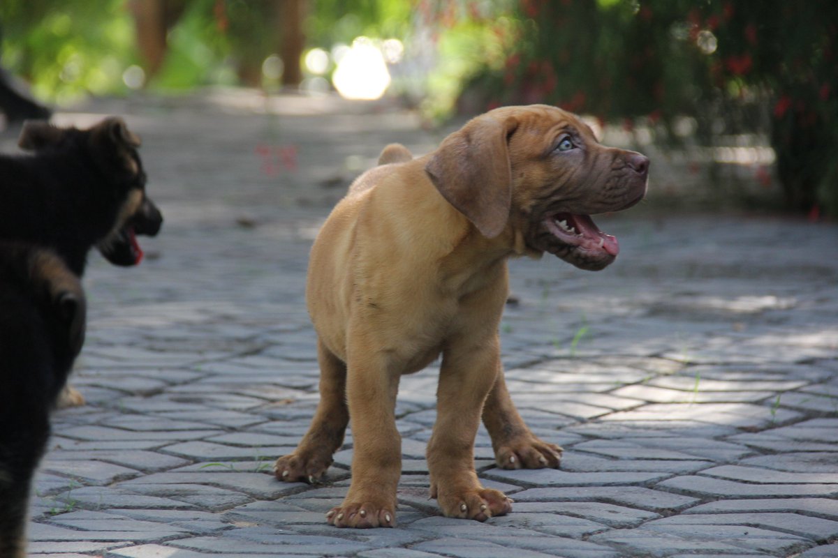 LUKAZA2010's tweet photo. I love Dogs. If you need pure Boerboel/Germany shephard check me DM.Location Dar Es Salaam Tanzania. #PureDogs #SecurityDogs
π· by Josephat Lukaza
Copyright Protected. https://t.co/nacRWi35q7