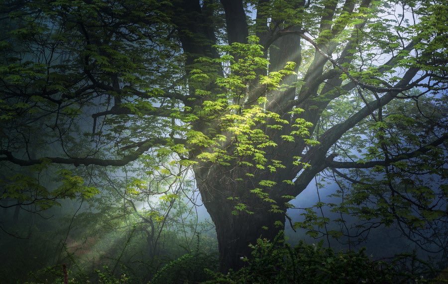 “Darkness cannot drive out
darkness; only light can do
that. Hate cannot drive out
hate; only love can do that.”

- Martin Luther King, Jr.
#MLKDay
#MartinLutherKingJrDay