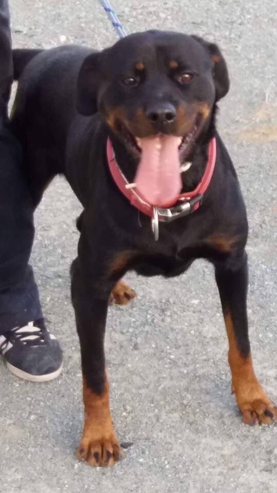 CyprusRehome's tweet photo. @Battersea_ Our gorgeous boy Simba loves a cuddle and is still looking for his forever home. He can be flown to the UK if the right family is found. @Battersea_ #AdoptDontShop #rottie #lovesacuddle https://t.co/vftAcBr9gH