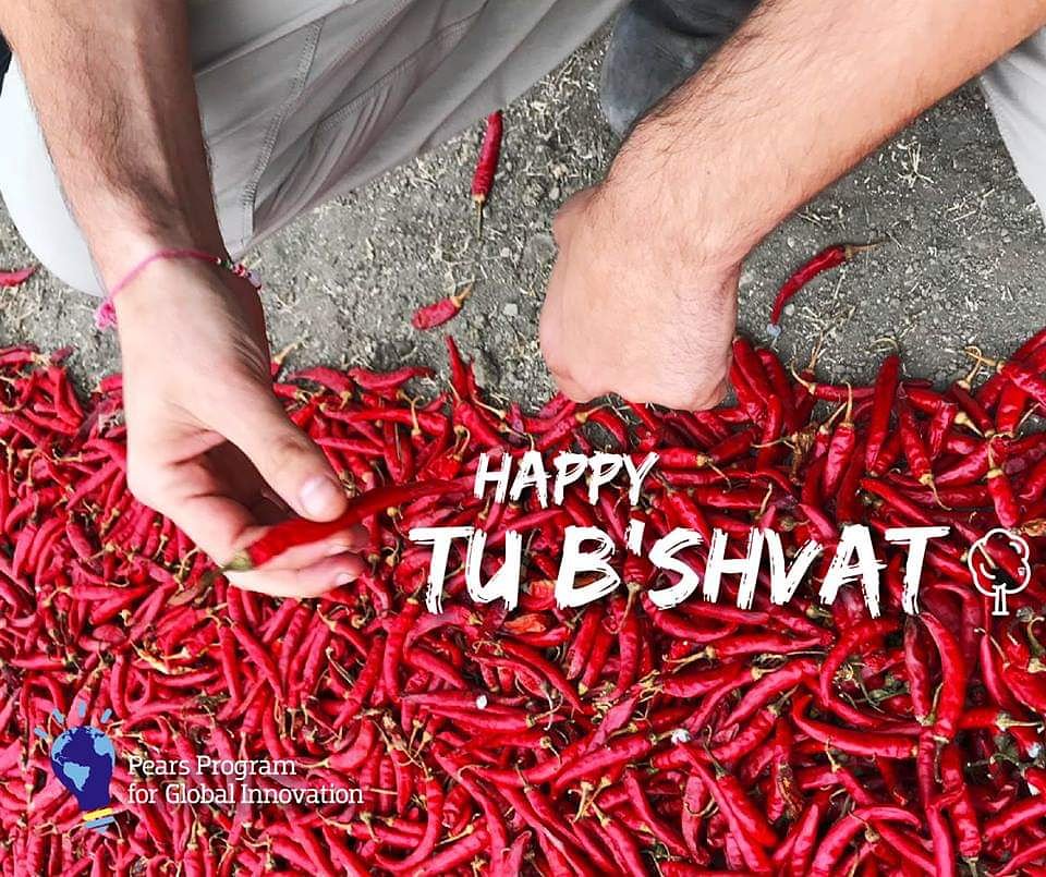 Pears Program for Global Innovation tweet media