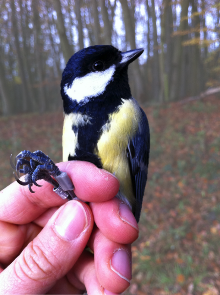 WythamTits's tweet photo. Interested in applying for @NERCscience DTP at @OxZooDept and want to study how climate change influences wild birds? This project might be for you! https://t.co/jkCi3B5llZ Deadline for applications this Friday! https://t.co/3IZ51YEANe