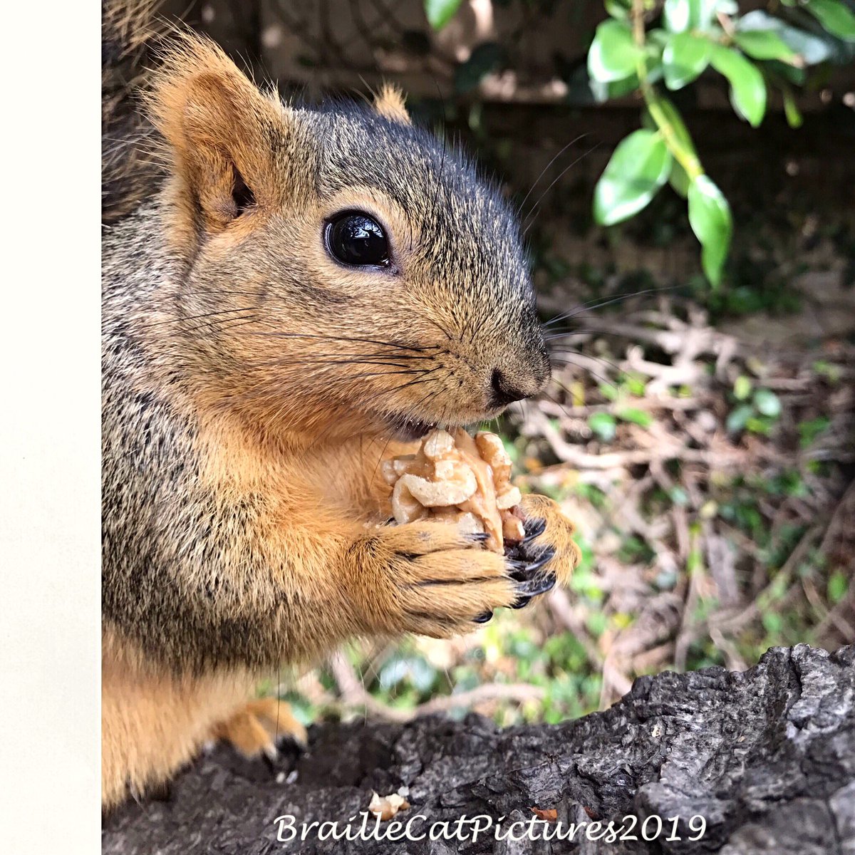 tortecatfrmhell's tweet photo. @kalandaka Oh my holy catnip it just can't be #SquirrelAppreciationDay again? well happy Squirrel day to all you squirrely squirrels🐿🥜🐿 esp my frenemy #kalandaka https://t.co/sZQjg5Rkd4