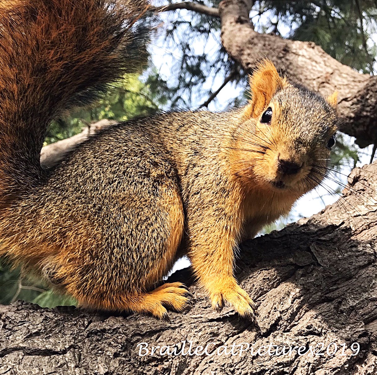 tortecatfrmhell's tweet photo. @kalandaka Oh my holy catnip it just can't be #SquirrelAppreciationDay again? well happy Squirrel day to all you squirrely squirrels🐿🥜🐿 esp my frenemy #kalandaka https://t.co/sZQjg5Rkd4