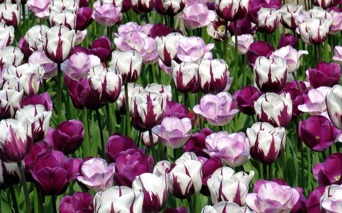 jeevanooijen's tweet photo. Nog 8 weken en dan is het weer #Lente! Fijne dag allemaal. #BlueMonday https://t.co/RNFqEXiG4f