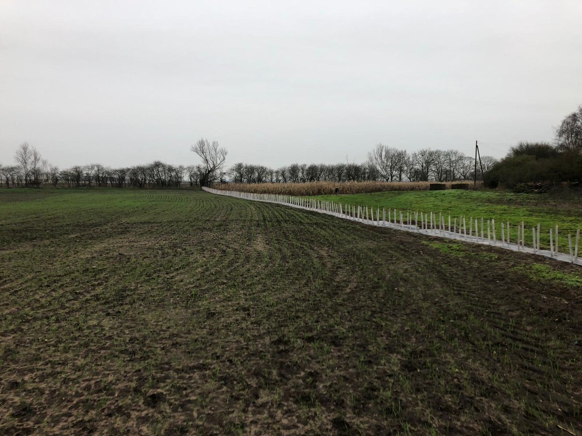 gs_mts's tweet photo. Over winter, Farm Leader, Stewart Mcintyre, and his team have planted 1401m of hedging which equates to 4203 plants across the farm! This will help enhance the habitat for birds enabling feeding and nesting. Well done to all involved! #farming #sustainability #environment https://t.co/1Pgc7RlhPj