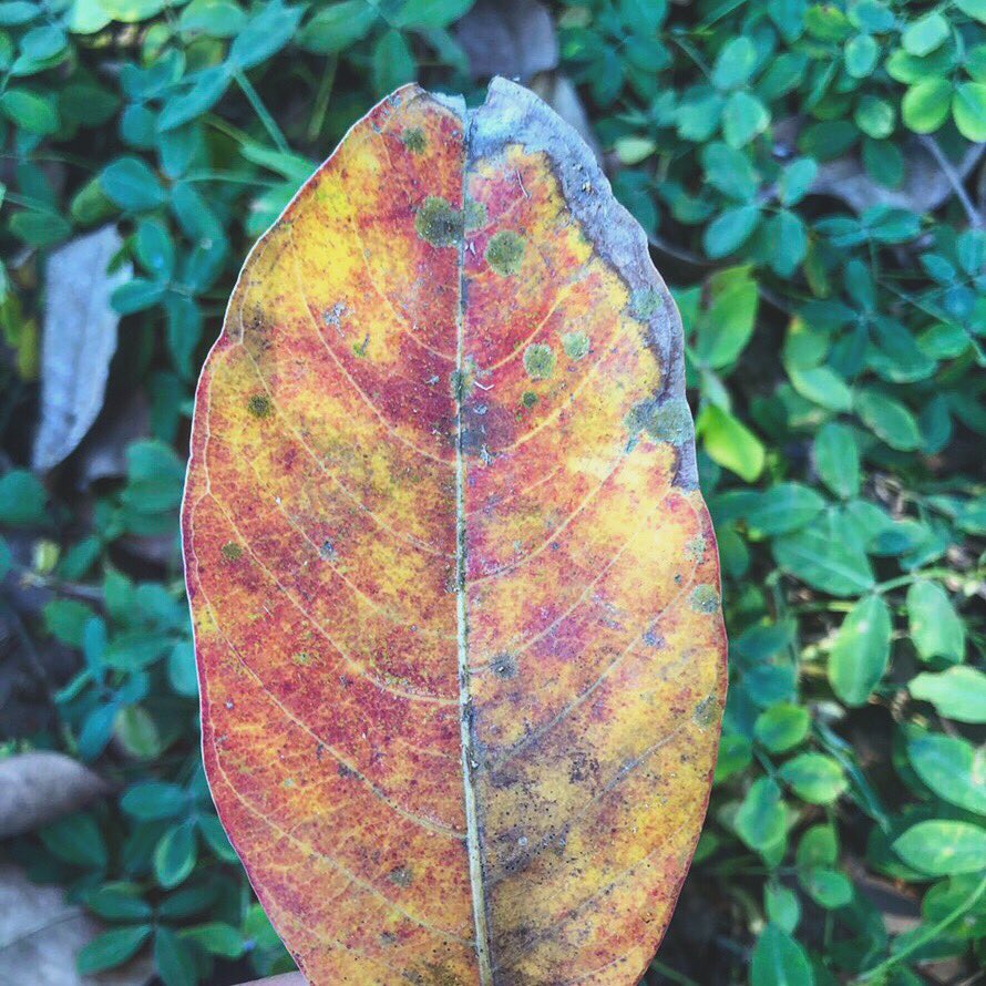 kind_to_me's tweet image. บางอย่างก็ไม่ได้เป็นอย่างที่ใจเราต้องการ ใบไม้ยังเปลี่ยนสี นับประสาอะไรกับใจคน.