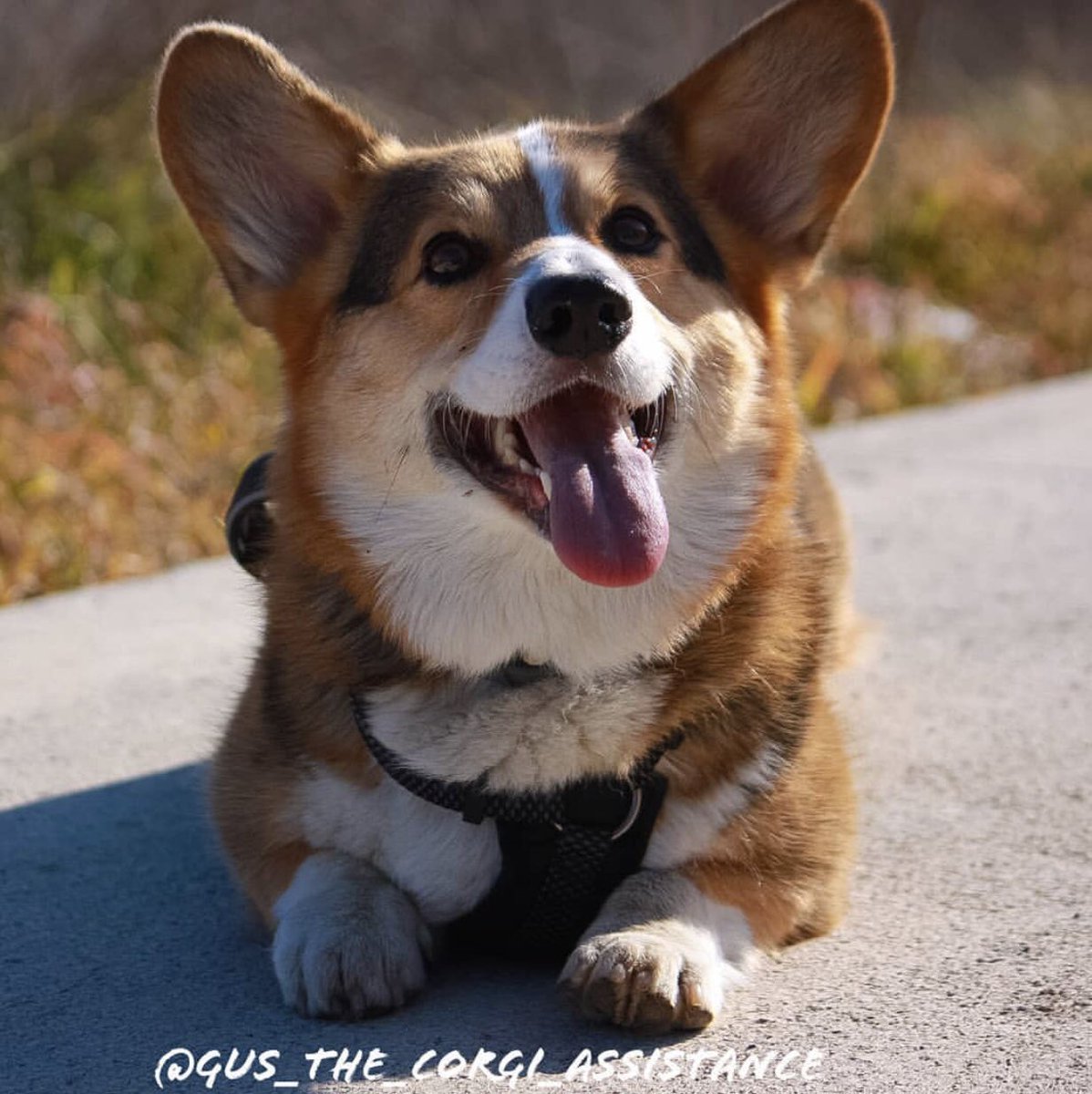 roncescan's tweet photo. #Gusthecorgi #diabetes #diabetic #alertdog #medicalalertdog #diabeticalertdog #medicalalertservicedog #corgi #ponuncorgientuvida #corgipuppy #corgis #corgilove #corgilife #Colabora y hazte #teamer por solo 1€ al mes ayudas a muchas personas! https://t.co/AWdKSJWtHM https://t.co/LgvXAWVzxA