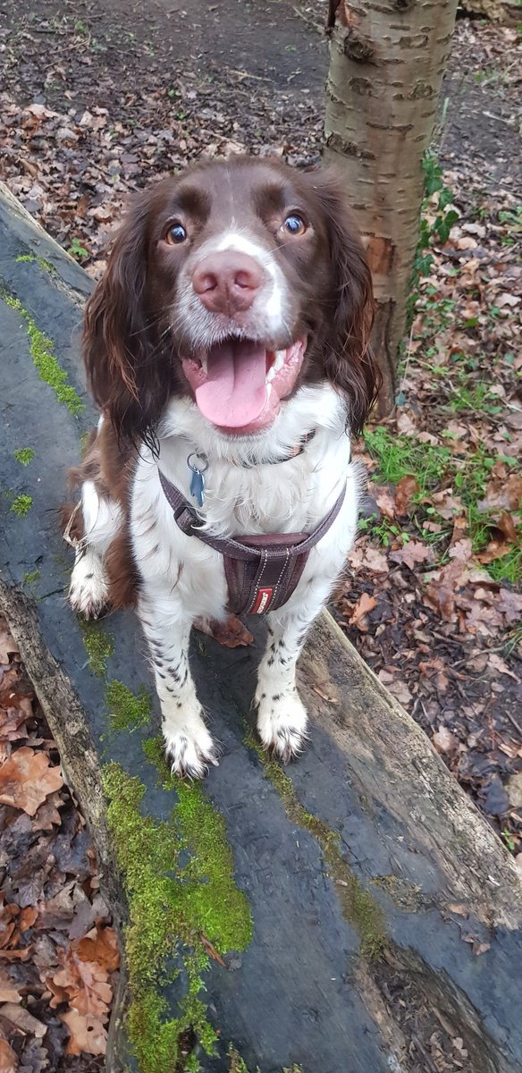 springer_luna's tweet photo. It's my birthday, I'm a whole year old today. 🎂 #HappyBirthday #SpringerSpaniel https://t.co/CXXLcmtWm9