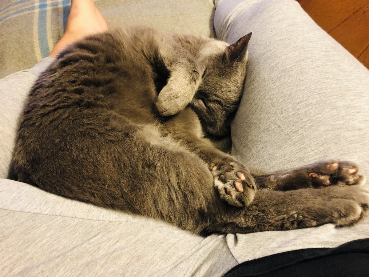 Smithy3201's tweet image. What tennis?!
#KangarooJack #RussianBlue