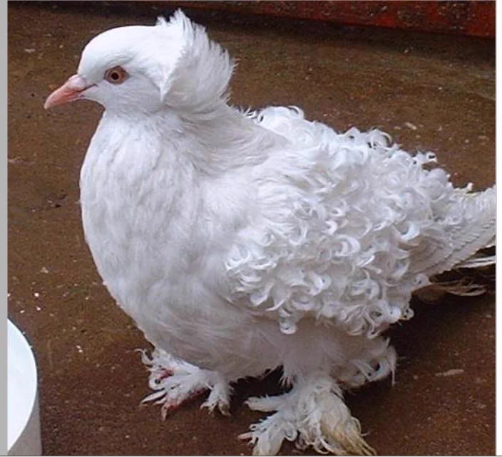 これが鳩…！？フリルのようなカーリーな羽を持つ鳩がおしゃれすぎ！