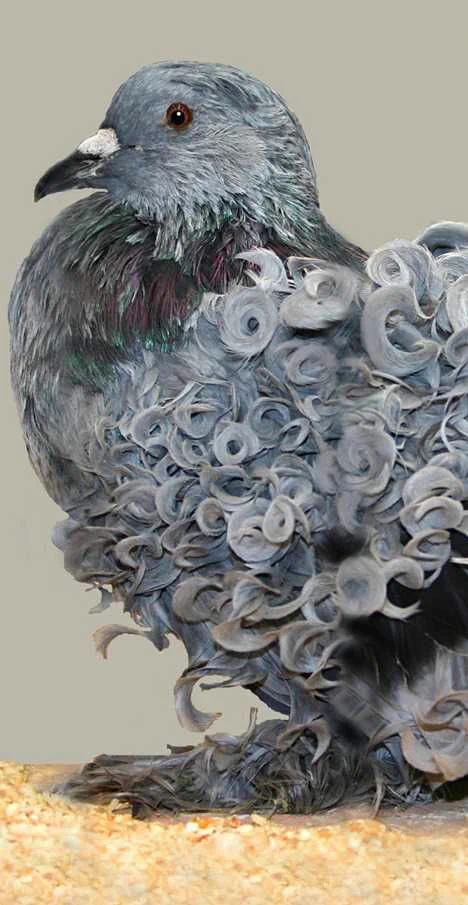 これが鳩…！？フリルのようなカーリーな羽を持つ鳩がおしゃれすぎ！