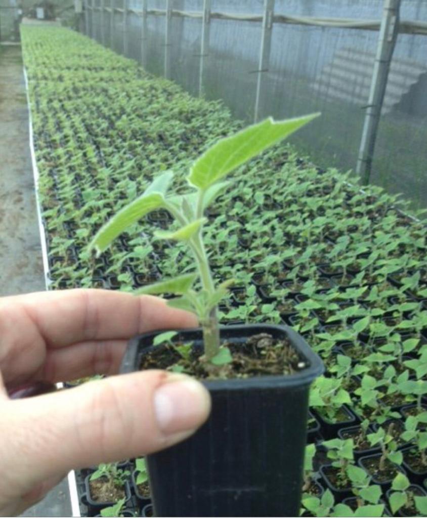 La plantation est prévue pour Mars , réservez vos commandes cette semaine de Fin Janvier 
0650077158
smafecsarl@gmail.com