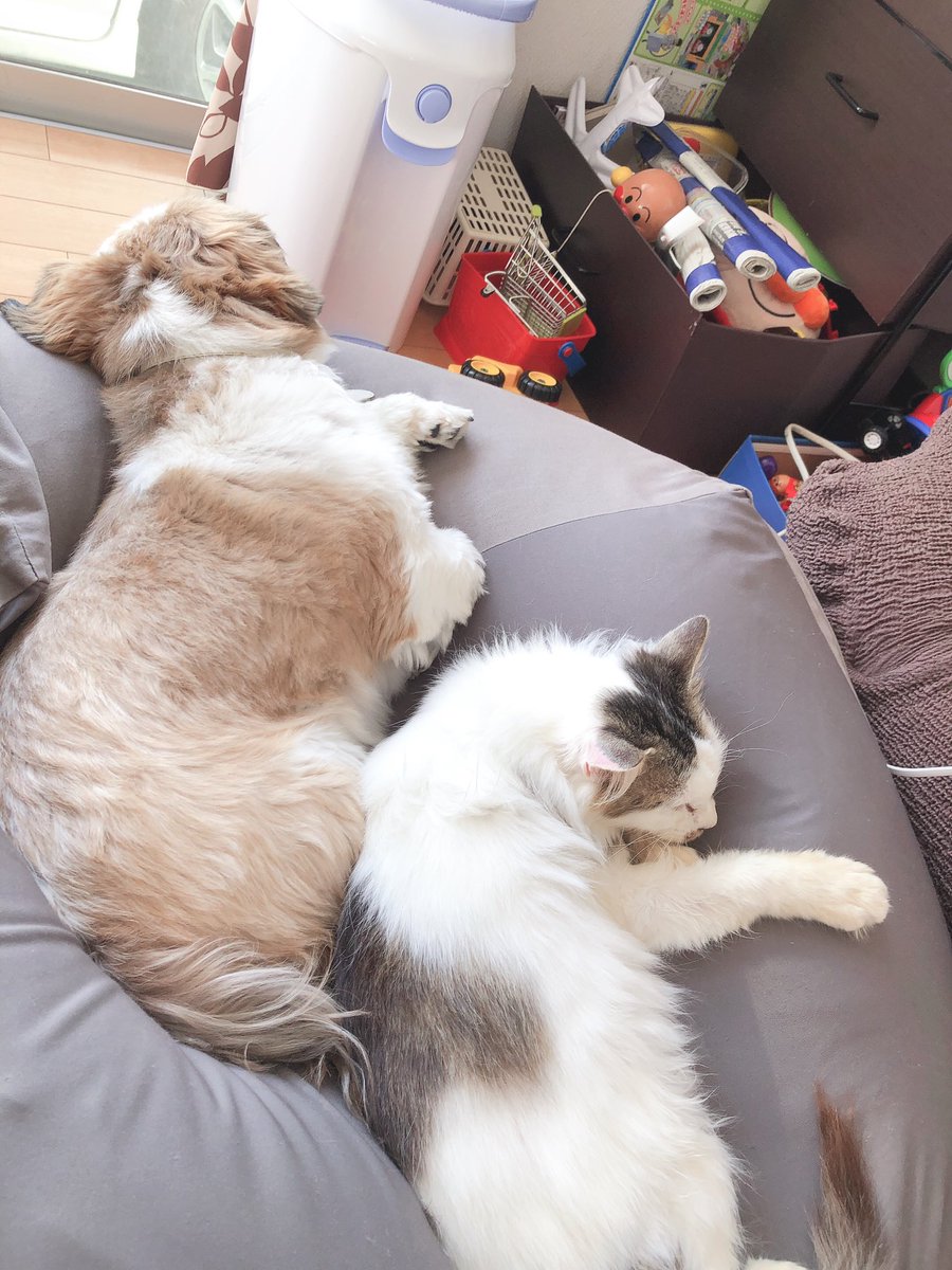_10xxx's tweet photo. 昨日一昨日の犬と猫 https://t.co/tso560WjHh