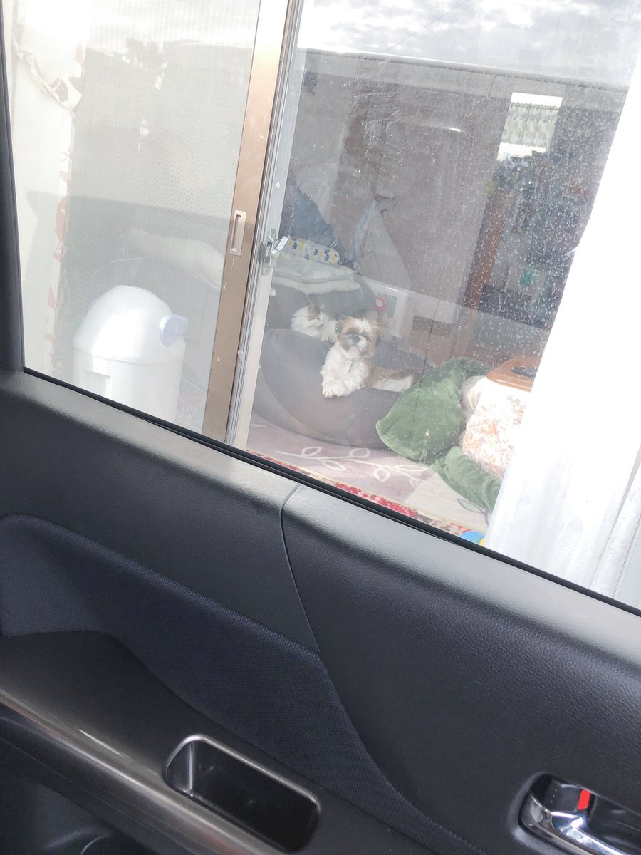 _10xxx's tweet photo. 昨日一昨日の犬と猫 https://t.co/tso560WjHh