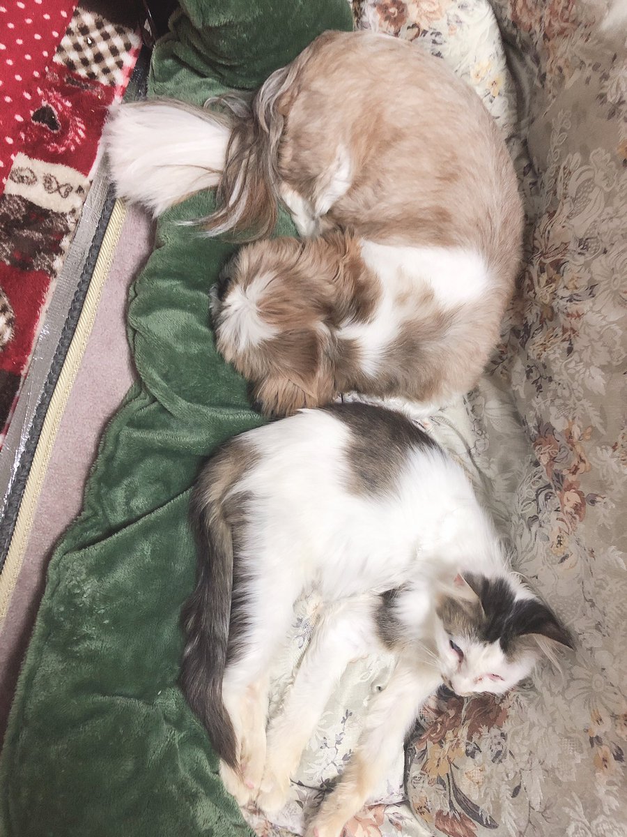 _10xxx's tweet photo. 昨日一昨日の犬と猫 https://t.co/tso560WjHh