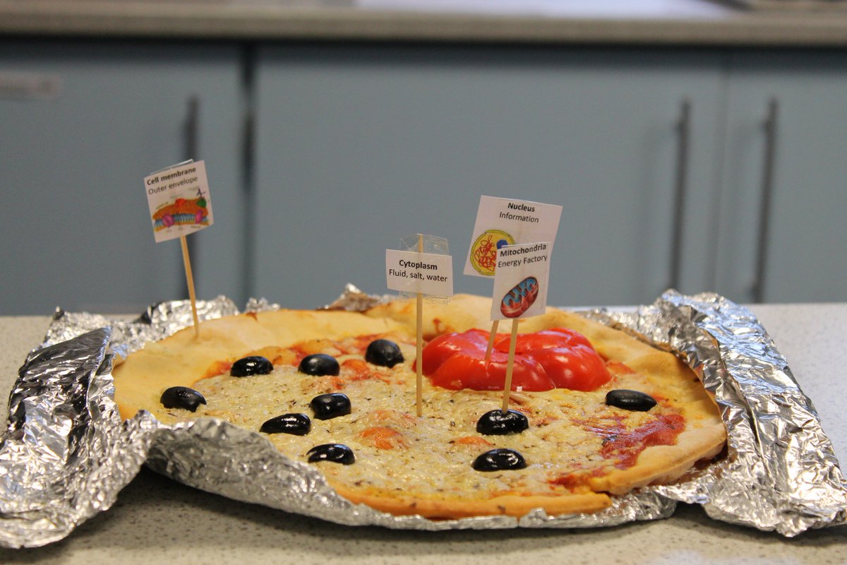 CHSSTEM's tweet photo. The Yr 7s had some interesting approaches for illustrating the anatomy of a cell with different mediums. Pizza, sponges and basketballs to name a few... https://t.co/sPHBeA8O24