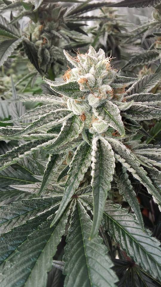 litgrow tweet picture